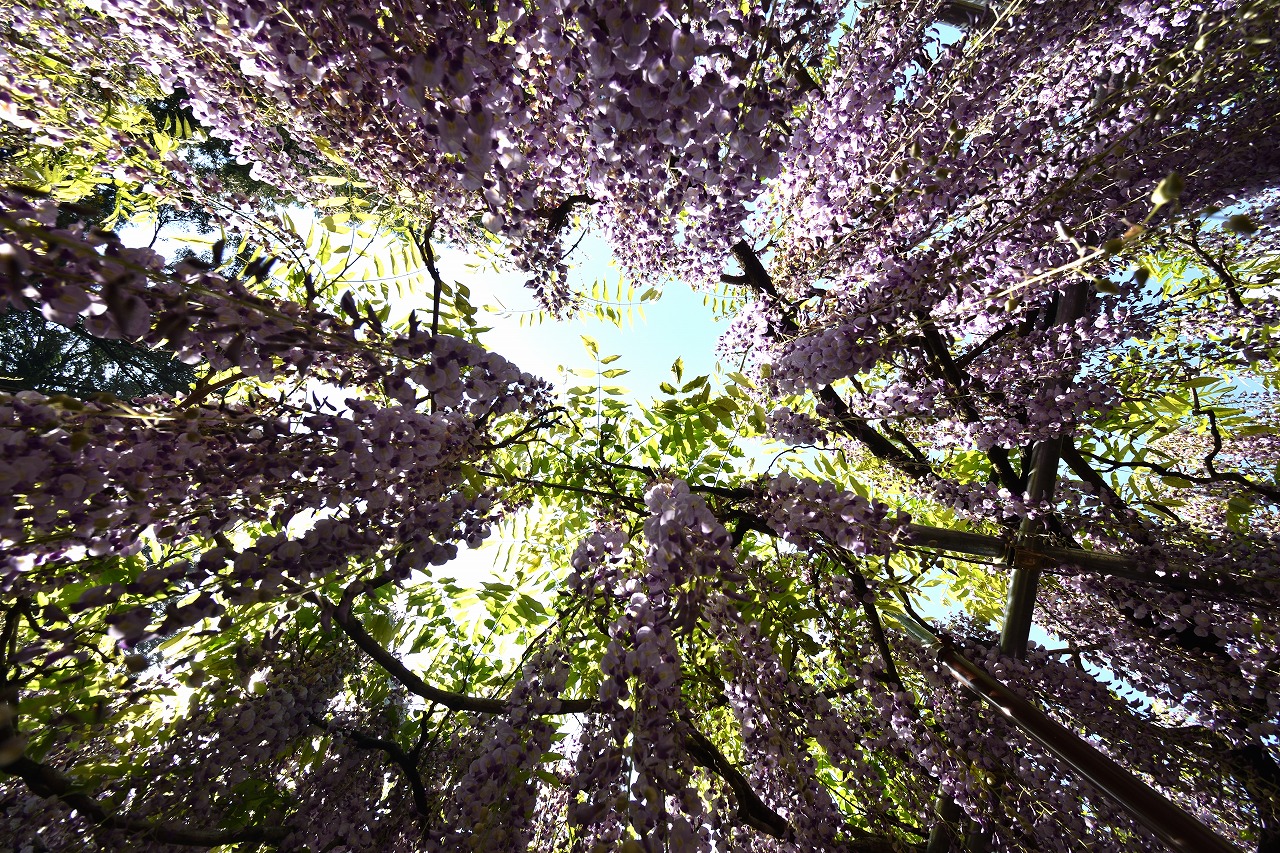 f:id:yamapiclog:20180428170103j:plain f:id:yamapiclog:20180428170103j:plain