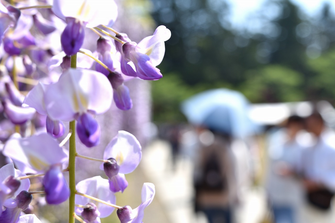 f:id:yamapiclog:20180428170402j:plain