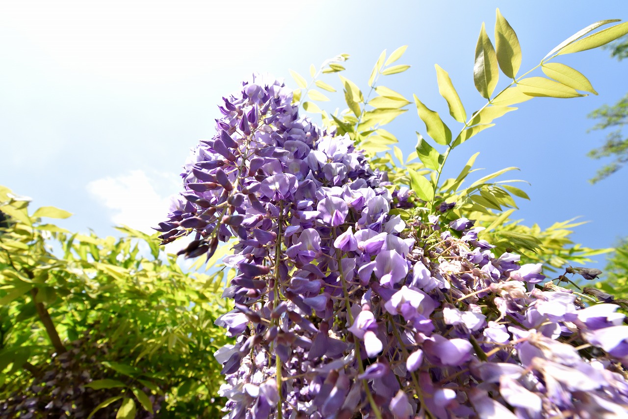 f:id:yamapiclog:20180428170408j:plain f:id:yamapiclog:20180428170408j:plain