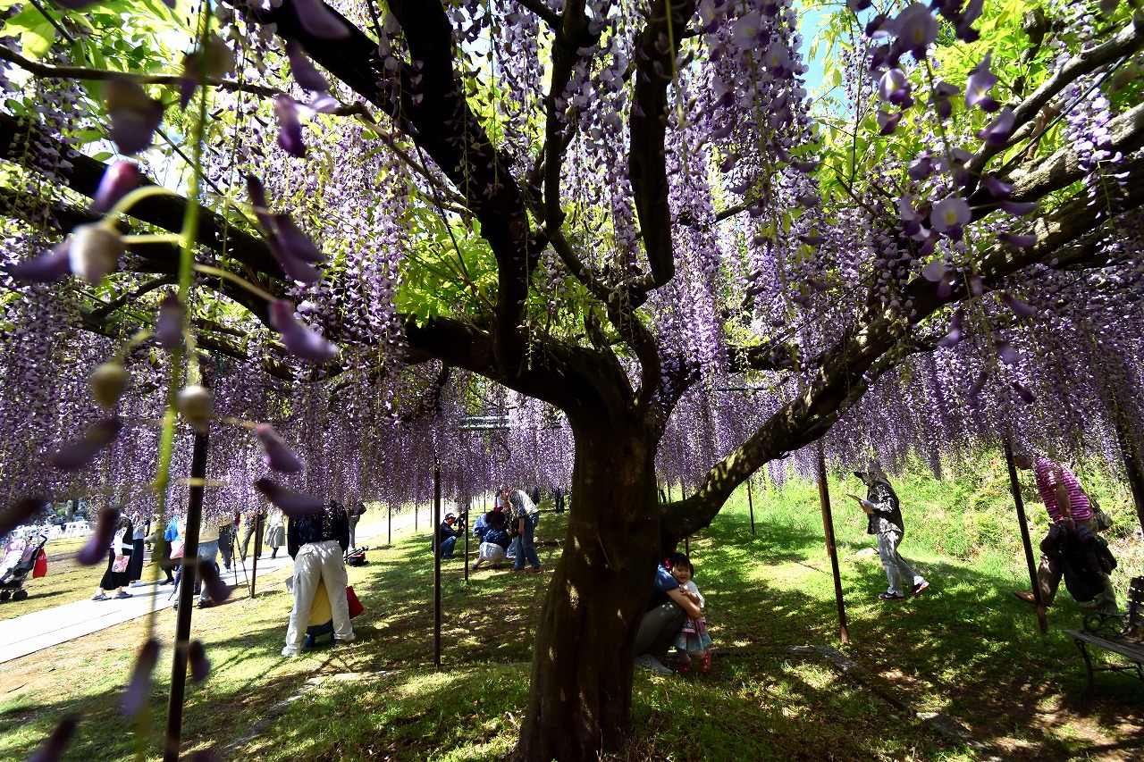 f:id:yamapiclog:20180428170450j:plain f:id:yamapiclog:20180428170450j:plain