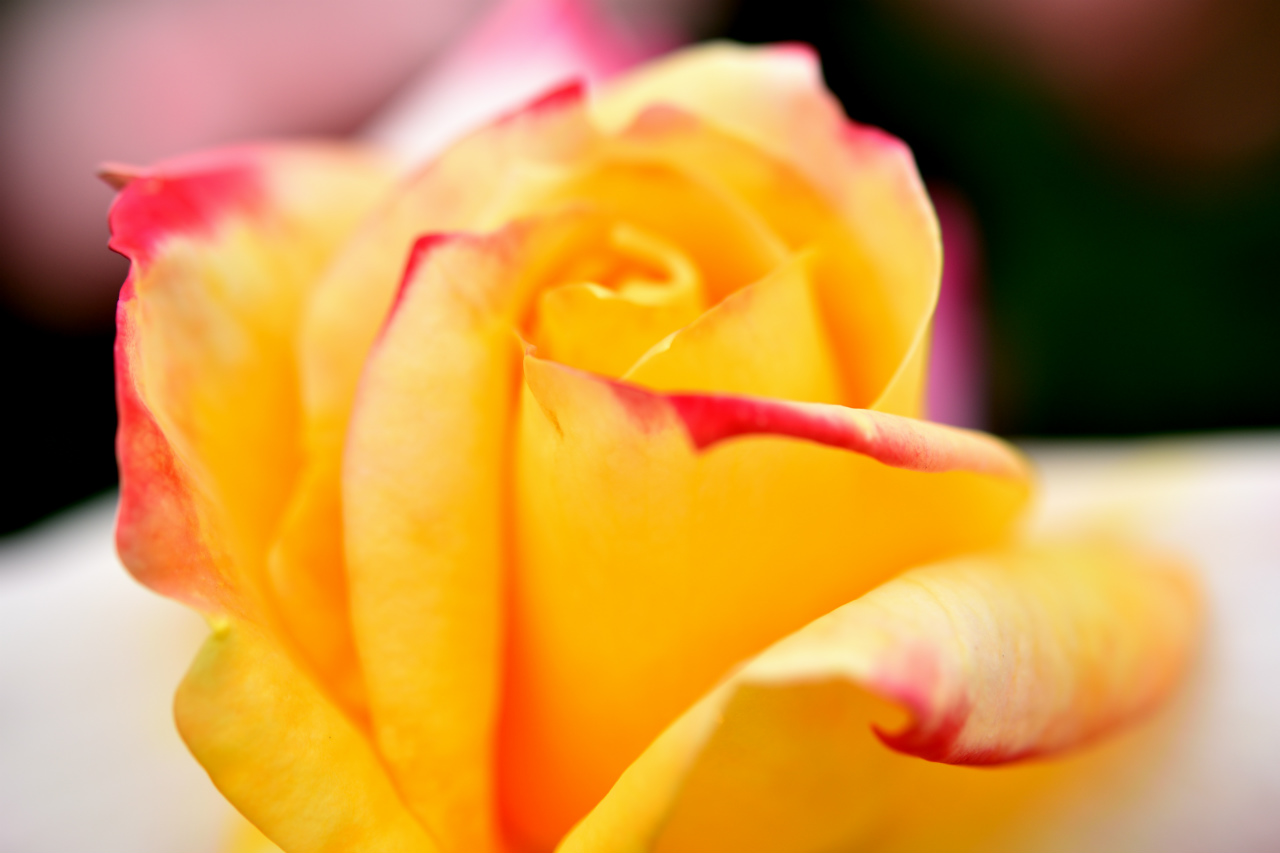 f:id:yamapiclog:20180531003926j:plain f:id:yamapiclog:20180531003926j:plain