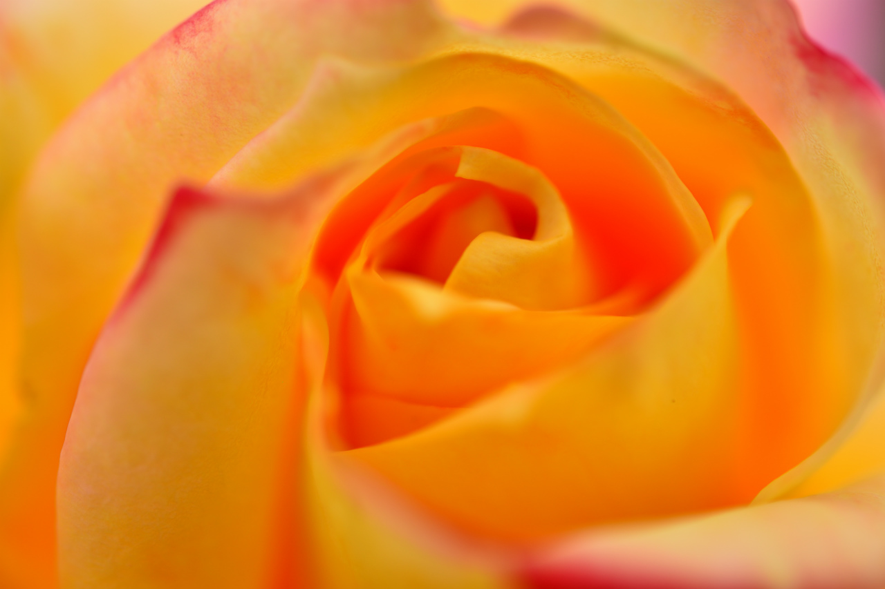 f:id:yamapiclog:20180531003929j:plain f:id:yamapiclog:20180531003929j:plain