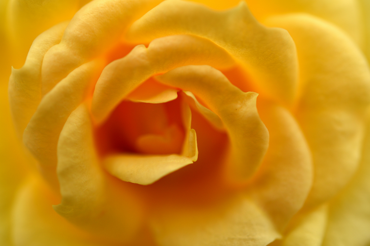 f:id:yamapiclog:20180531003932j:plain f:id:yamapiclog:20180531003932j:plain