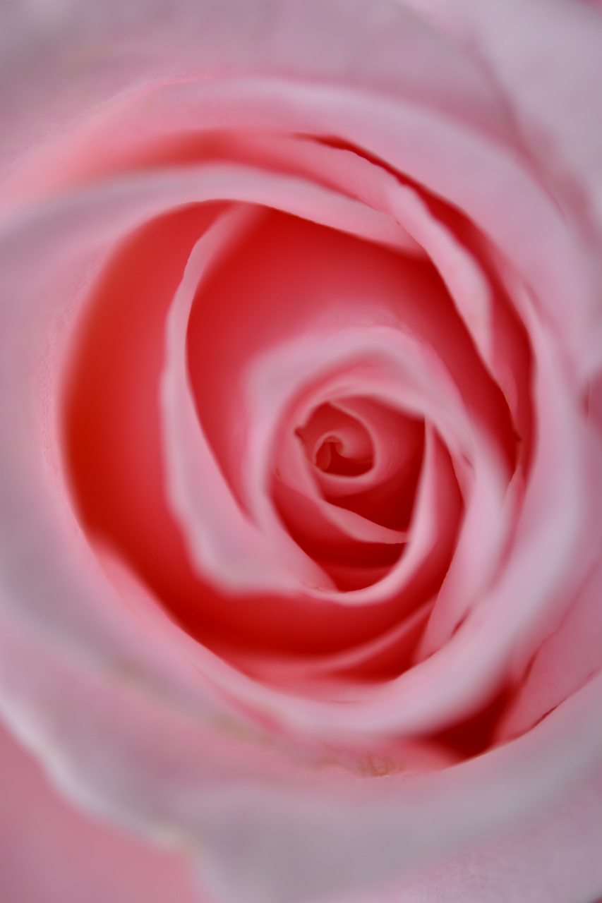 f:id:yamapiclog:20180531003934j:plain f:id:yamapiclog:20180531003934j:plain