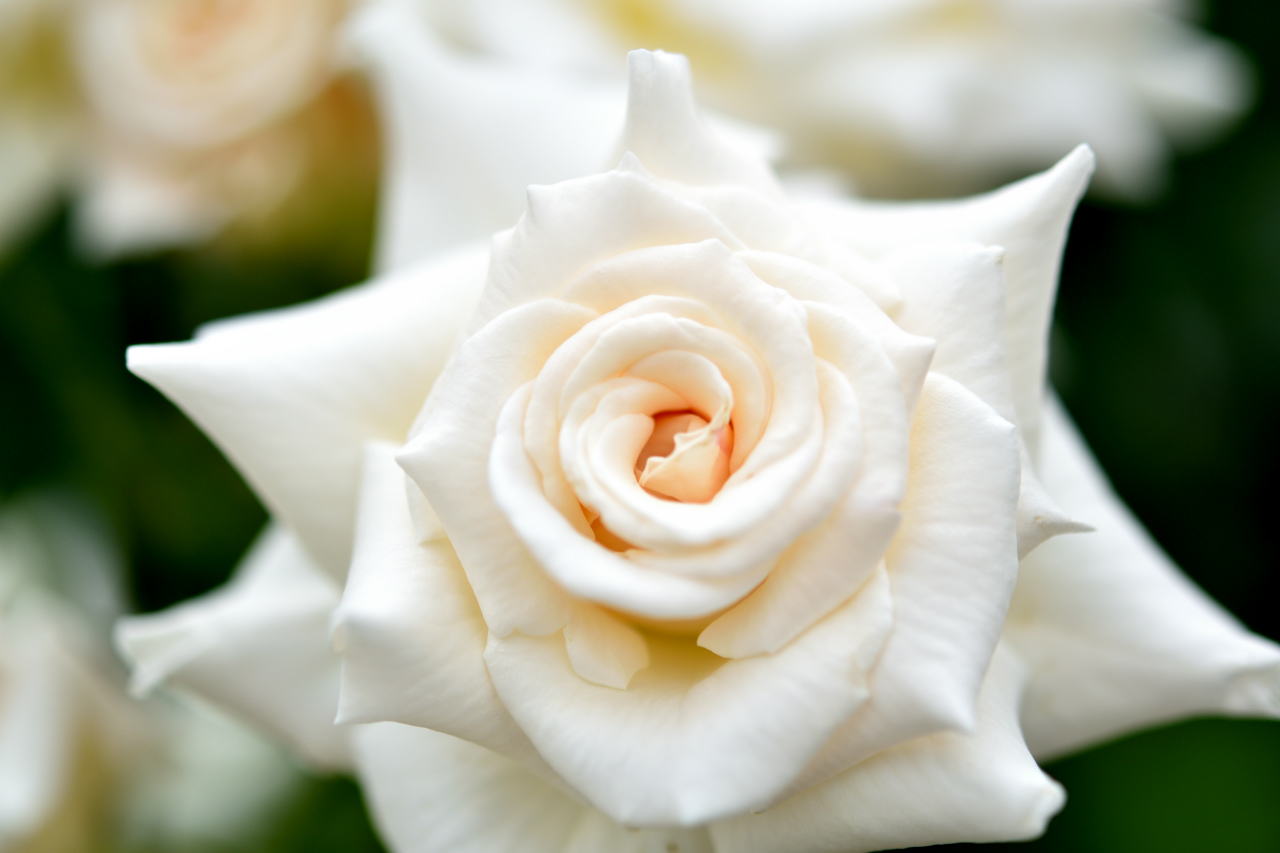 f:id:yamapiclog:20180531003942j:plain f:id:yamapiclog:20180531003942j:plain