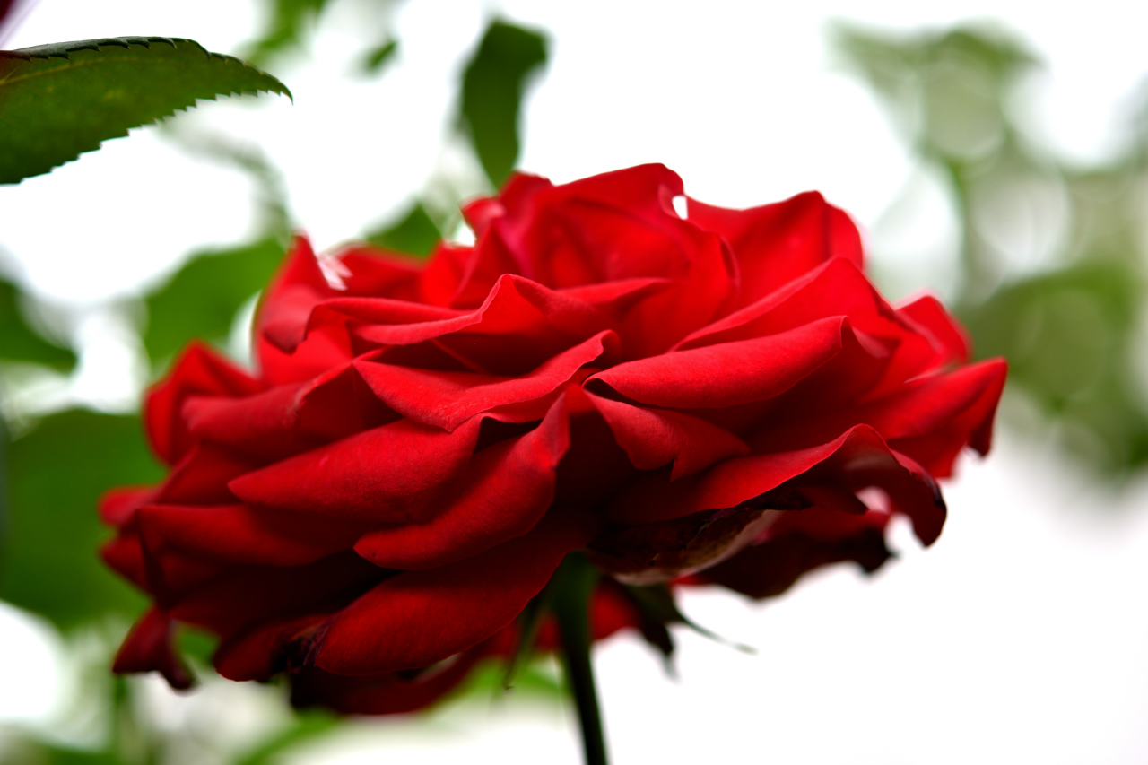 f:id:yamapiclog:20180531004008j:plain f:id:yamapiclog:20180531004008j:plain