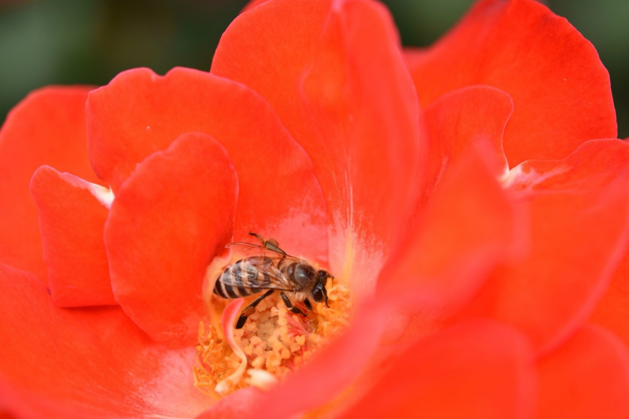 f:id:yamapiclog:20180606223454j:plain f:id:yamapiclog:20180606223454j:plain