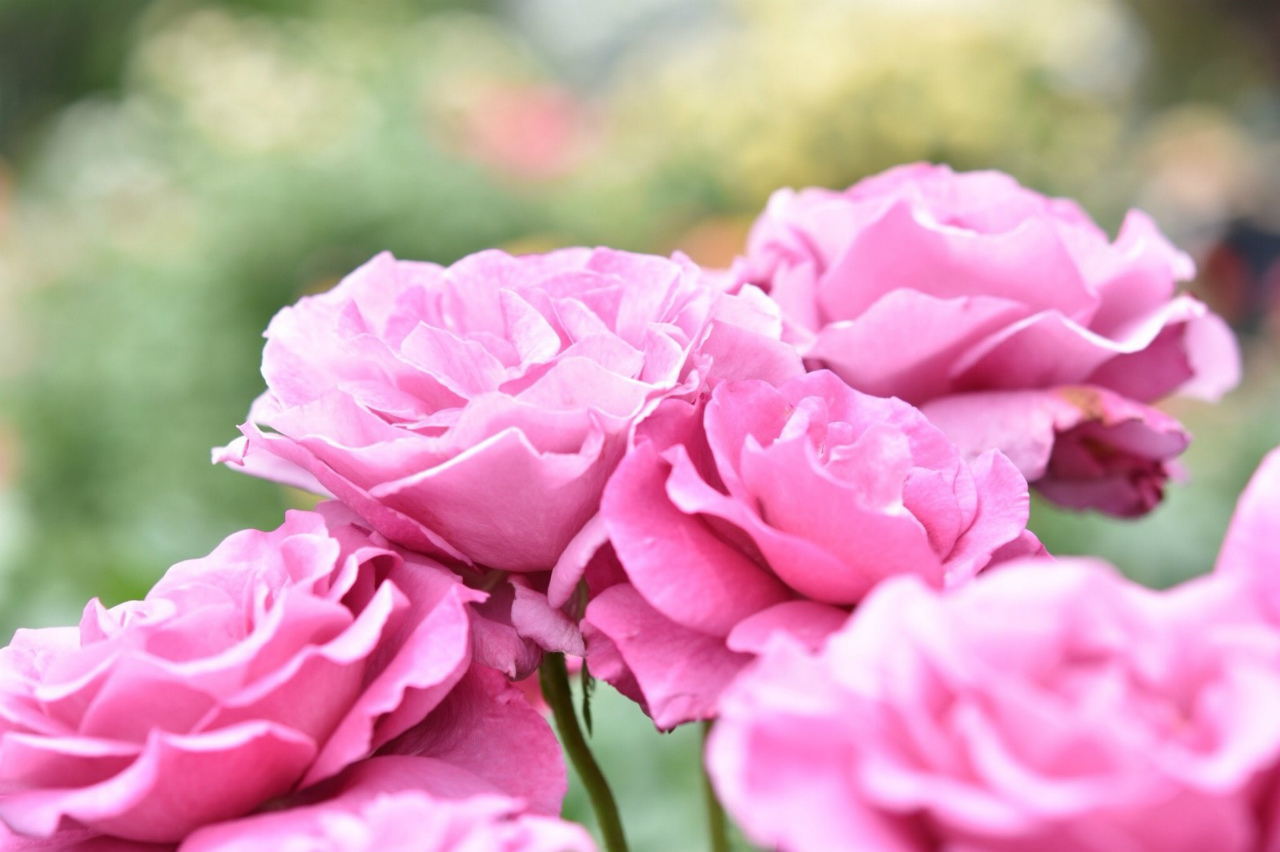 f:id:yamapiclog:20180606223559j:plain f:id:yamapiclog:20180606223559j:plain