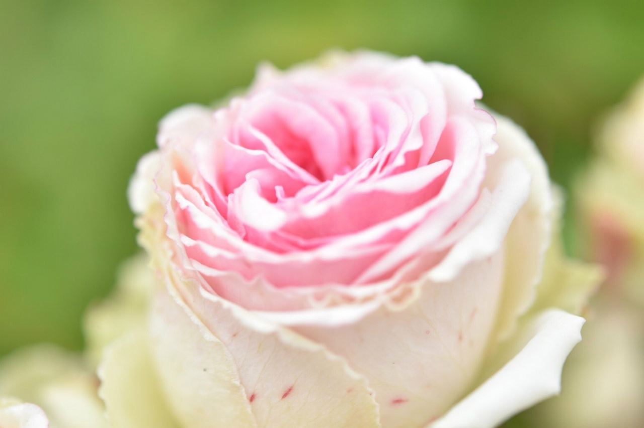 f:id:yamapiclog:20180606223616j:plain f:id:yamapiclog:20180606223616j:plain