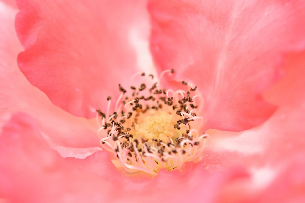 f:id:yamapiclog:20180606223709j:plain f:id:yamapiclog:20180606223709j:plain