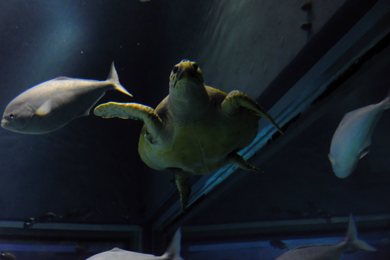 f:id:yamapiclog:20181209201413j:plain f:id:yamapiclog:20181209201413j:plain