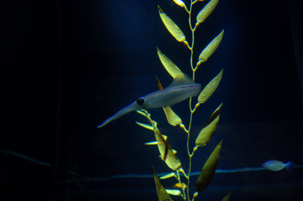 f:id:yamapiclog:20181209201433j:plain f:id:yamapiclog:20181209201433j:plain