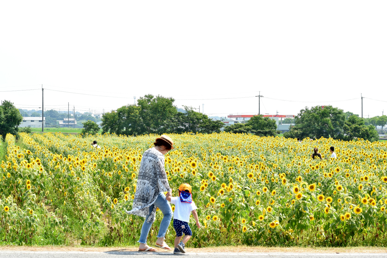 f:id:yamapiclog:20190106124151j:plain