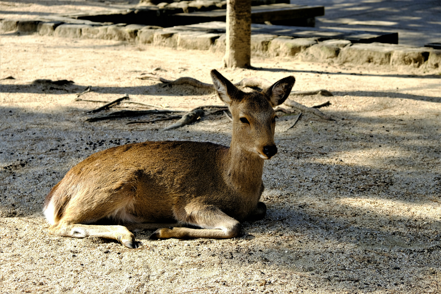 f:id:yamapiclog:20190219221606j:plain