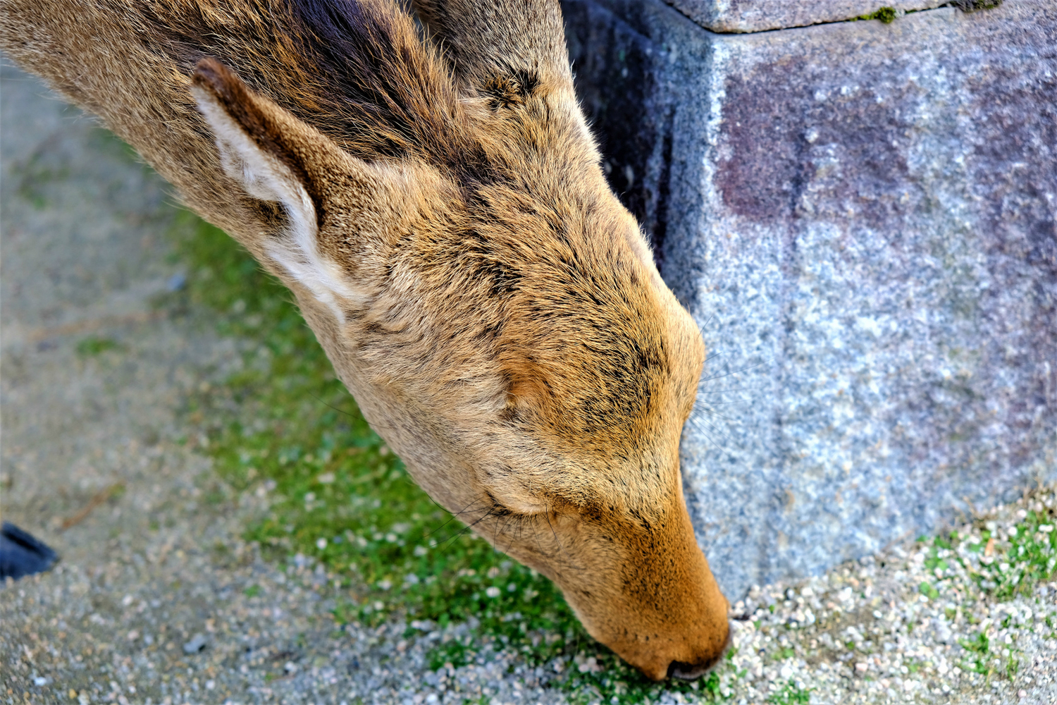 f:id:yamapiclog:20190219221819j:plain