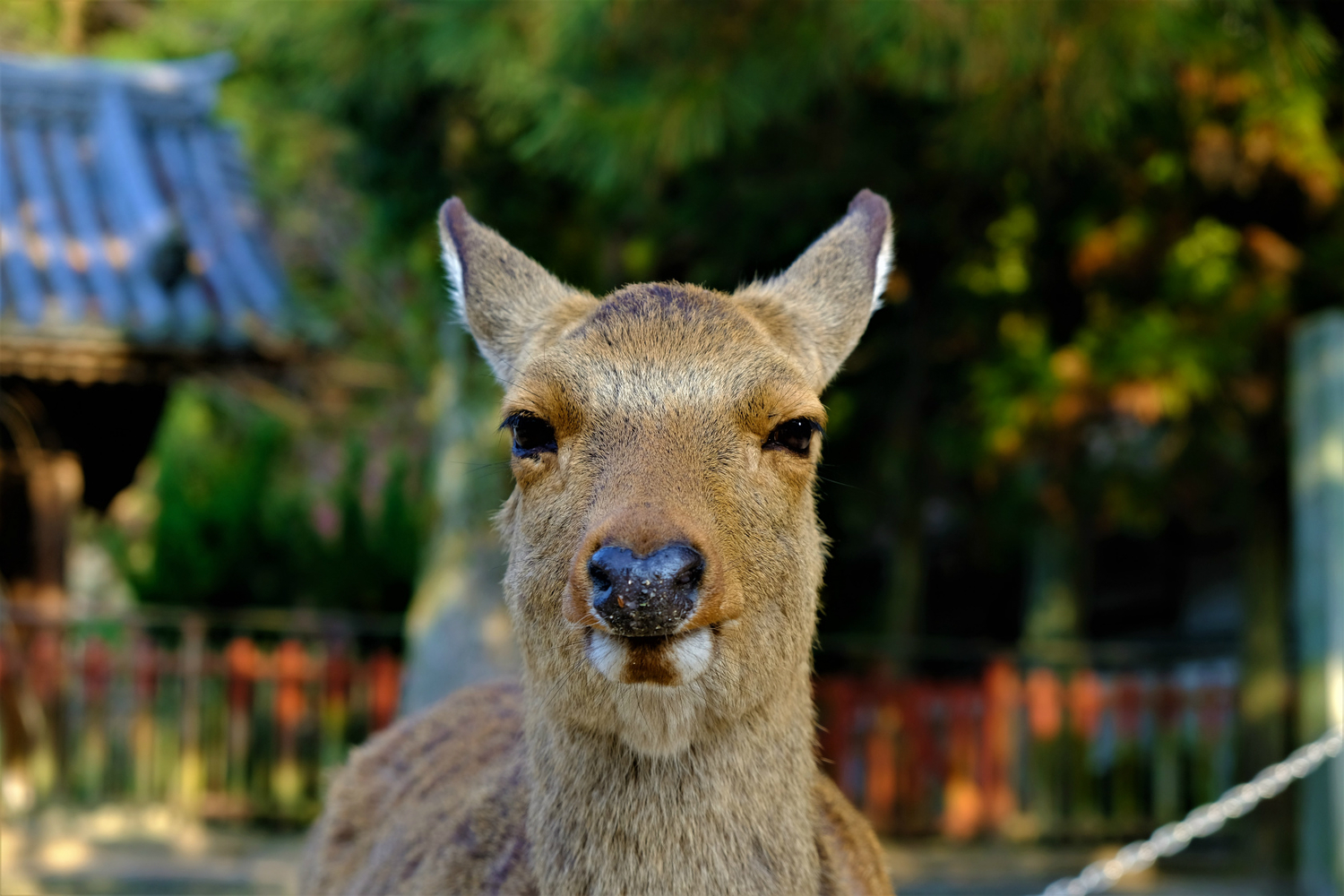 f:id:yamapiclog:20190219222205j:plain