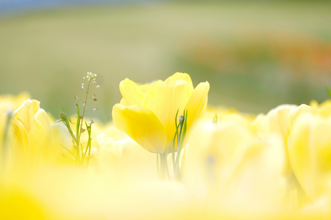 f:id:yamapiclog:20190429224650j:plain