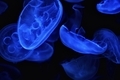 20220121205008