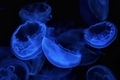 20220121205040
