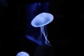 20220121205422
