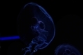 20220121205601