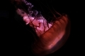 20220121205945