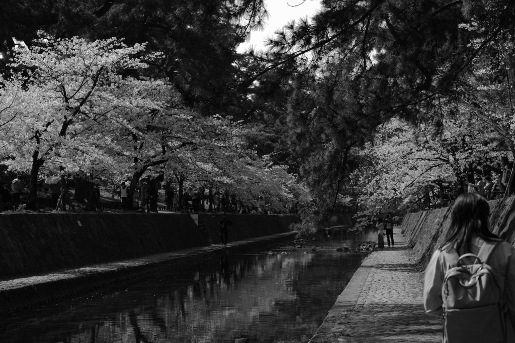 写真】さくらの名所100選『夙川河川敷緑地』モノクロ編【兵庫