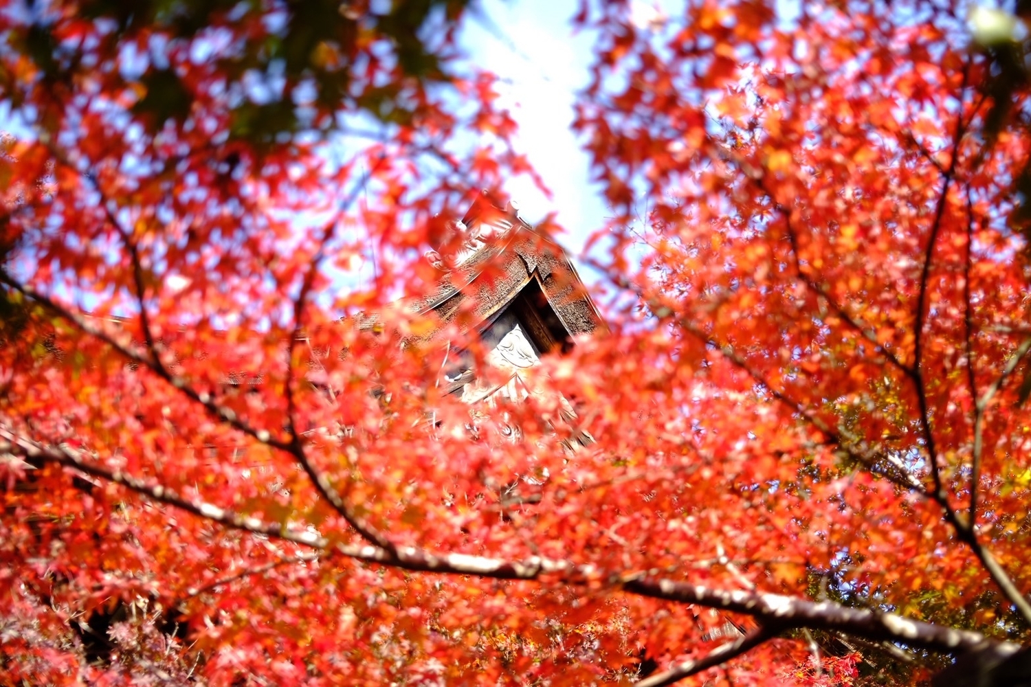 mmm　　乾山写新緑紅葉向付　雲錦向付3客ずつ　新品未使用 mmm 乾山写新緑紅葉向付 雲錦向付3客ずつ 新品未使用 mmm 乾山写新緑