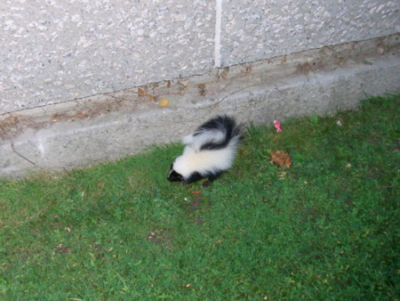 f:id:yamasa6:20100714094522j:image