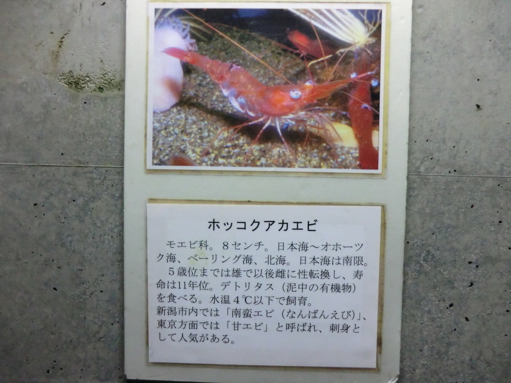 f:id:yamasaki1ma:20190216185704j:plain f:id:yamasaki1ma:20190216185704j:plain