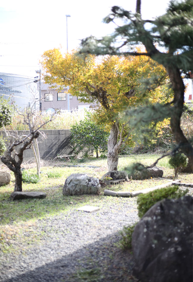我が家に植わる紅葉の木十二月の様子