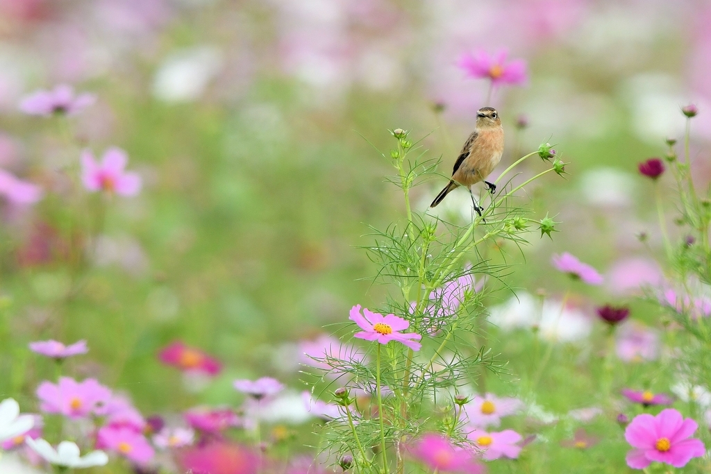 f:id:yamasemi5150:20181014223318j:plain f:id:yamasemi5150:20181014223318j:plain