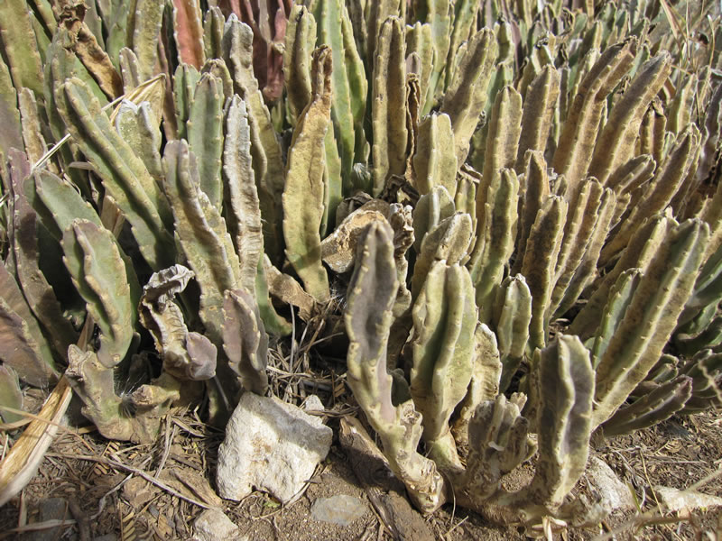 f:id:yamashiro109:20100616233501j:image