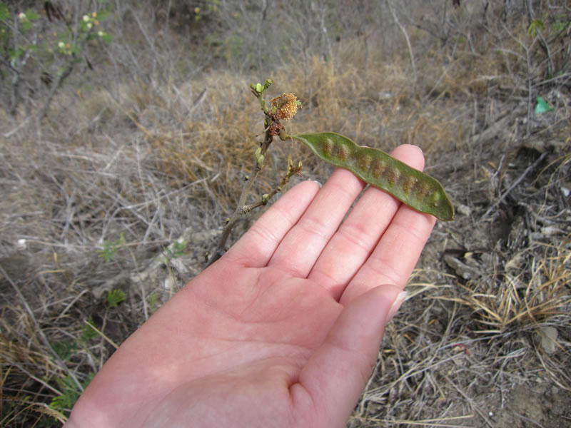 f:id:yamashiro109:20100616233646j:image