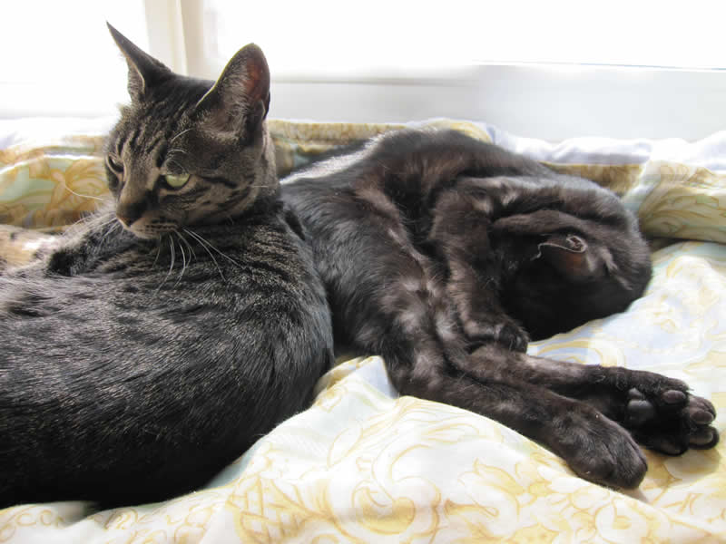 f:id:yamashiro109:20100627013102j:image