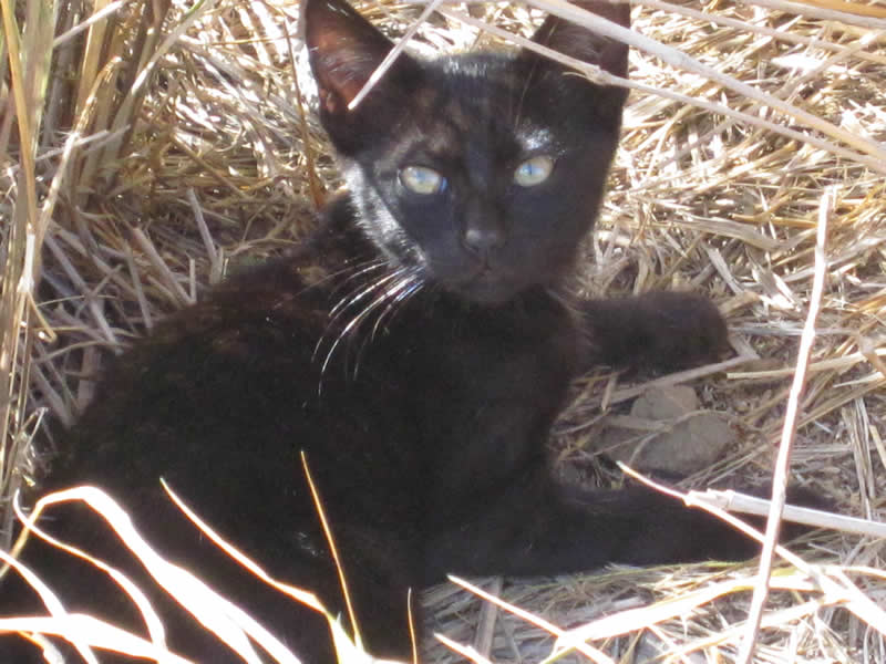 f:id:yamashiro109:20100628223620j:image