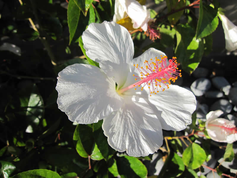 f:id:yamashiro109:20100628225904j:image