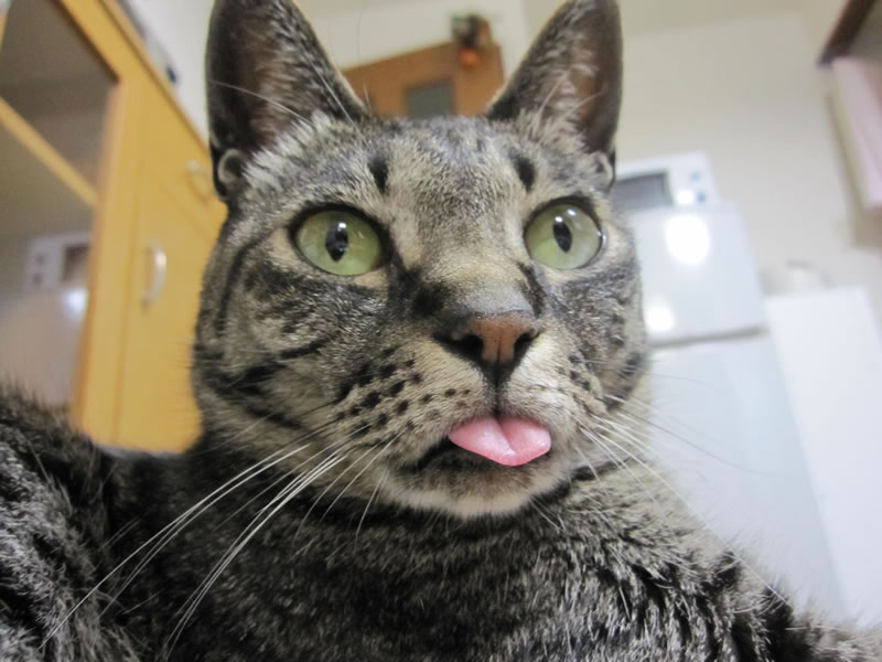 f:id:yamashiro109:20101018180916j:image