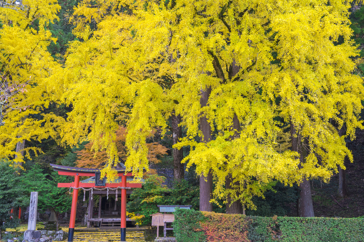 f:id:yamashita_m:20210329164427j:plain