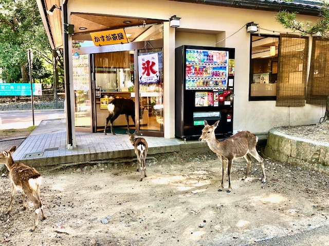 お店に入る鹿