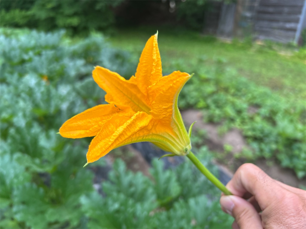 f:id:yamatake1958:20260701061006j:image f:id:yamatake1958:20260701061006j:image