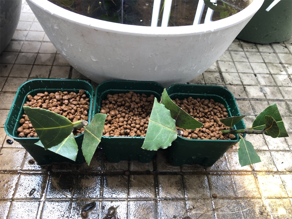 月桂樹 ローリエ の苗あれこれ バタフライガーデンに憧れる者の庭づくり日記 月桂樹 ローリエ の苗あれこれ バタフライガーデンに憧れる者の庭づくり日記