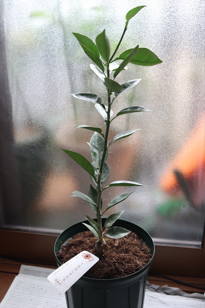 小さな苗 楽天市場】【工房直送！】元気苗 ガジュマルMS 関東送料無料！ 観葉