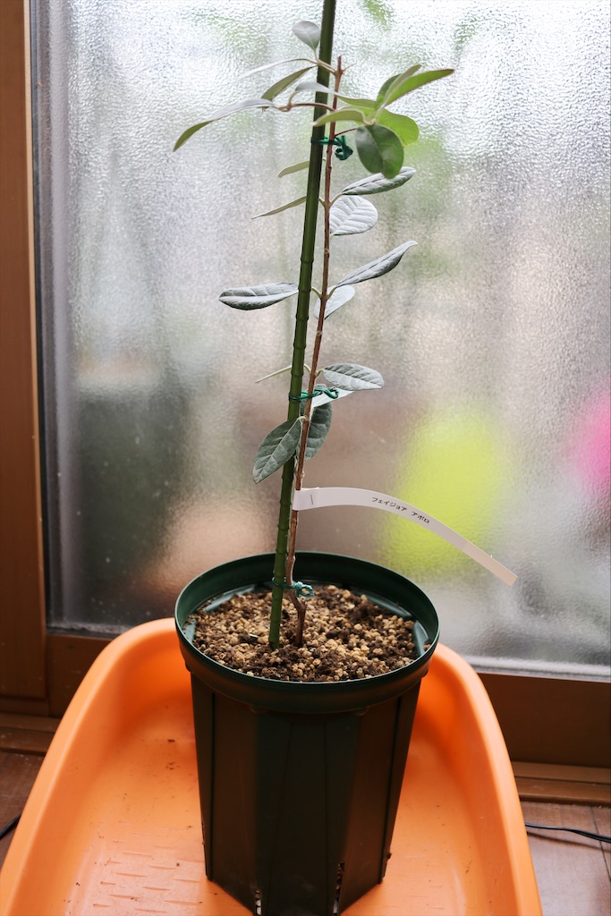 フェイジョア アハート 鉢植え フェイジョア アハート鉢植え