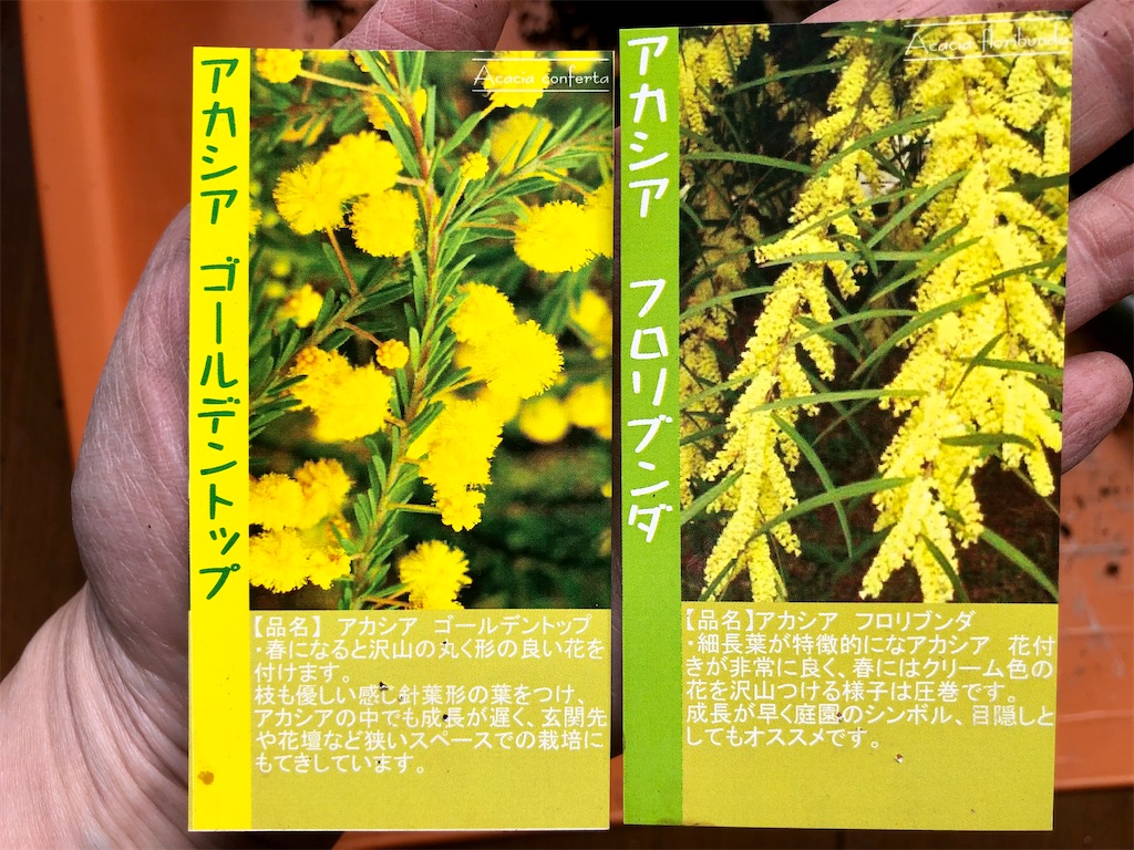 花のある暮らし⚘ショコラ~② ミモザ　ゴールデントップ　アカシア　生花 アカシア（ミモザ）の苗とホームセンターの商品管理 - バタフライ