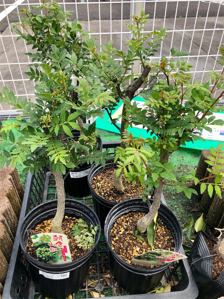 無農薬山椒 苗木 植物 実がなるトゲなし山椒 朝倉さんしょう 接木苗木