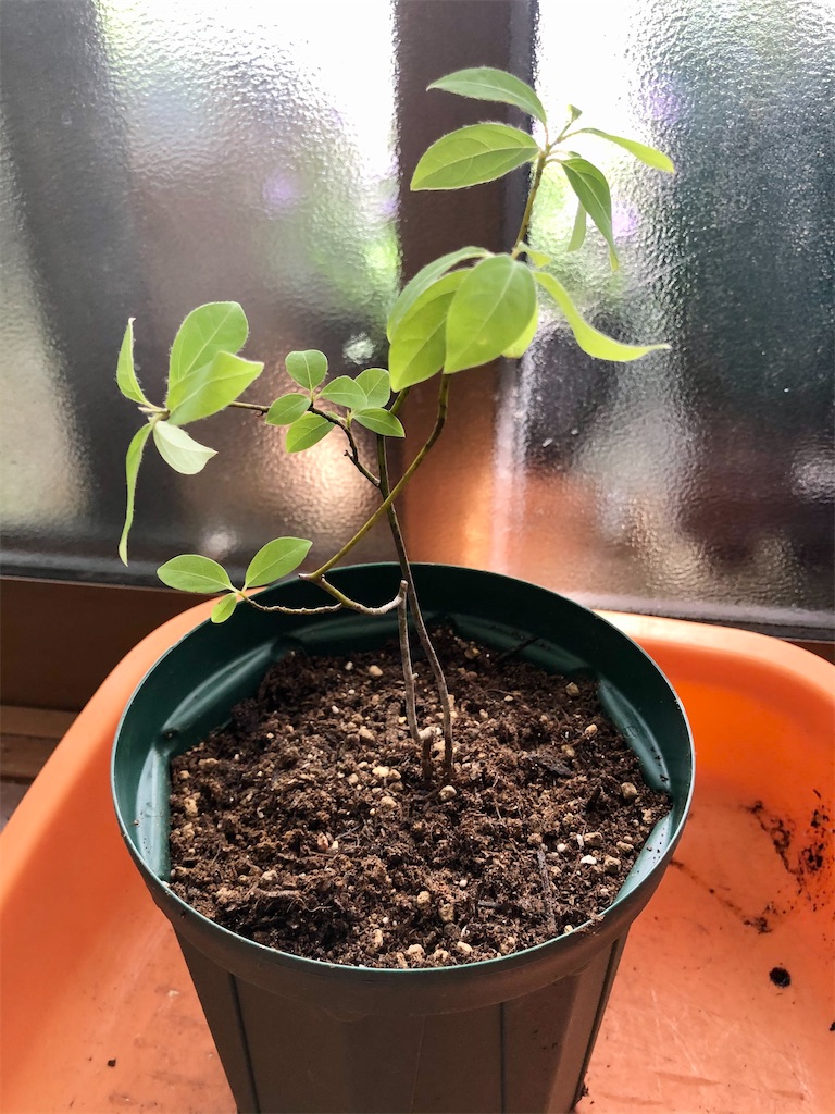 クロモジの苗 - バタフライガーデンに憧れる者の庭づくり日記