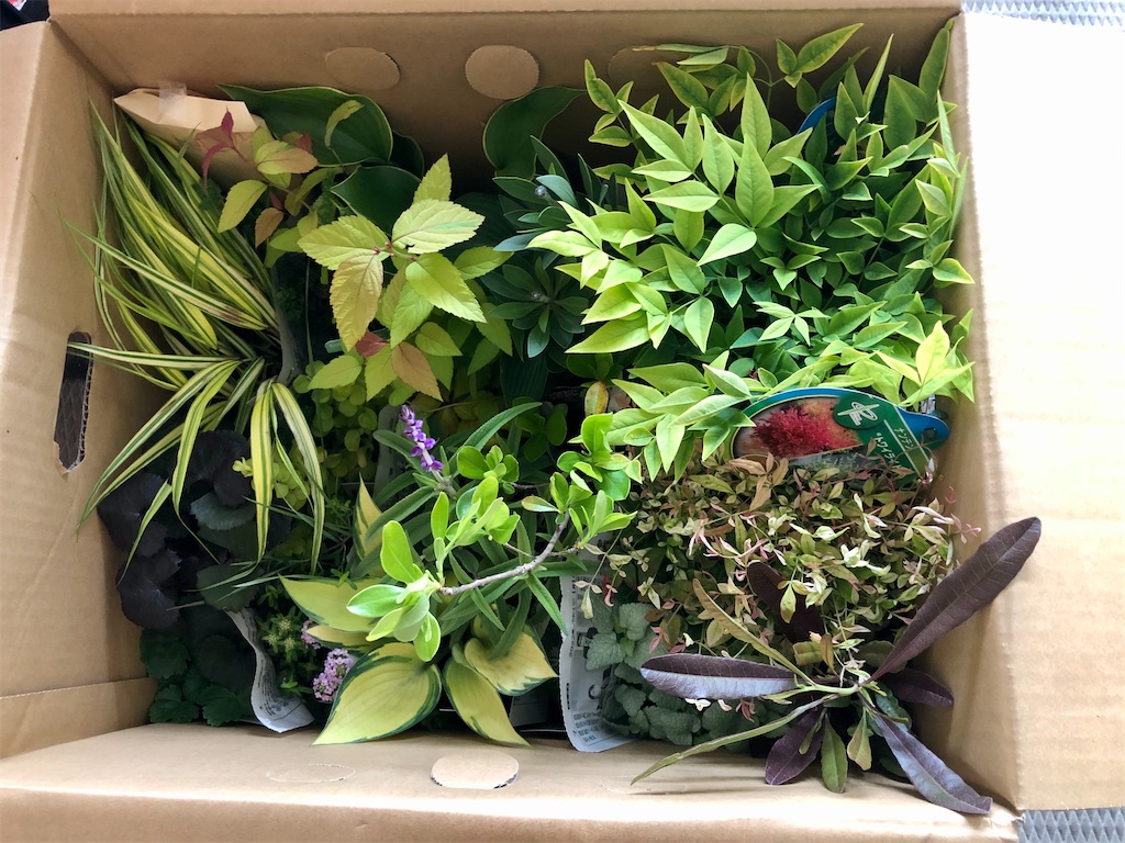 おぎはら植物園で爆買い❗️ - バタフライガーデンに憧れる者の庭
