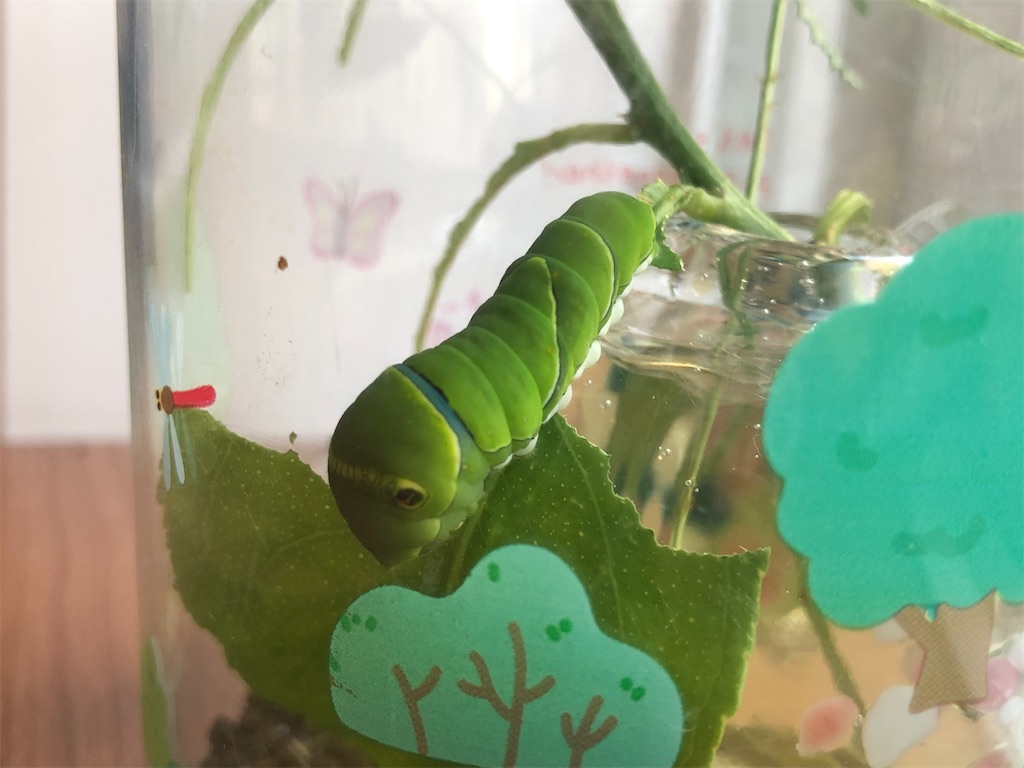 いもむしワールド | おうちでつくらし