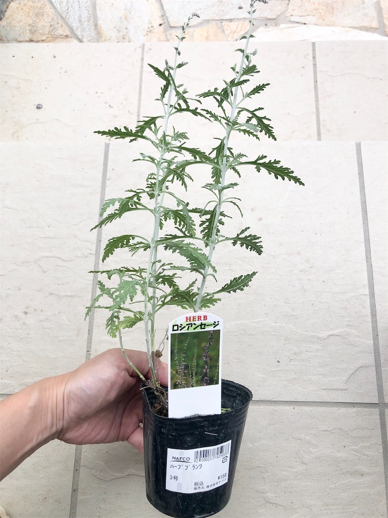 赤札処分コーナーの苗17 ハーブいろいろ（ロシアンセージ・オレガノ